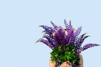 大花束花举行手女孩紫色的卢平蓝色的背景横幅空间文本
