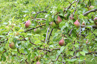 成熟的甜蜜的梨成长树分支背景模糊树叶