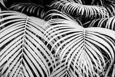棕榈叶子灰色颜色黑色的白色背景