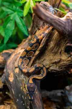 年轻的python树丛林大危险的蛇动物