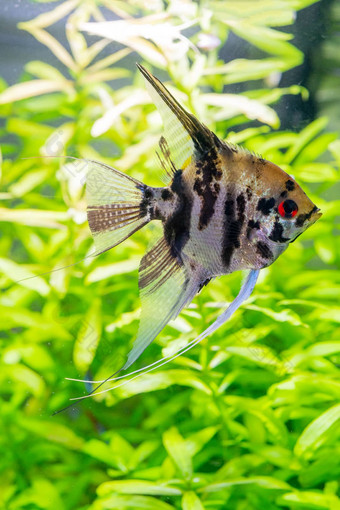 水下世界水族馆植物鱼淡水阿卡