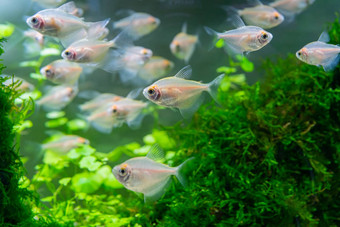 水下世界水族馆植物鱼淡水阿卡