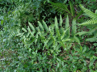 绿色<strong>蕨类植物</strong>多足虫钉子请水龙骨门自然背景成员集团血管植物繁殖孢子种子花