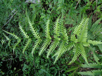 绿色蕨类植物多足虫钉子请水<strong>龙</strong>骨门自然背景成员集<strong>团</strong>血管植物繁殖孢子种子花