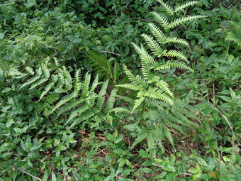 绿色<strong>蕨类植物</strong>多足虫钉子请水龙骨门自然背景成员集团血管植物繁殖孢子种子花