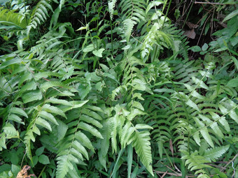 绿色<strong>蕨类植物</strong>多足虫钉子请水龙骨门自然背景成员集团血管植物繁殖孢子种子花