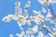 白雪公主开花苹果树蓝色的天空