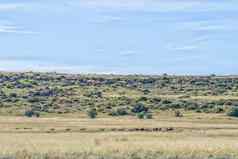 黑色的羚羊的一种红色的大羚羊大羚羊徒步旅行小道