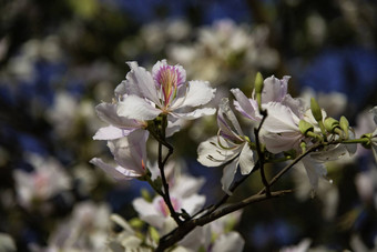 美丽的<strong>紫荆花</strong>variegate花