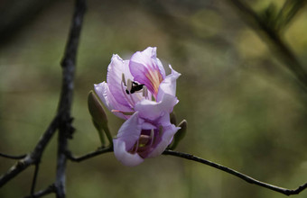 美丽的<strong>紫荆花</strong>variegate花