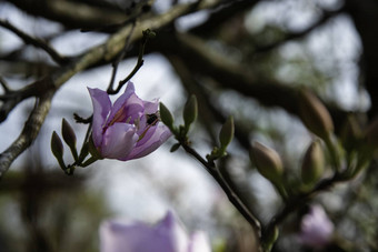 美丽的<strong>紫荆花</strong>variegate花