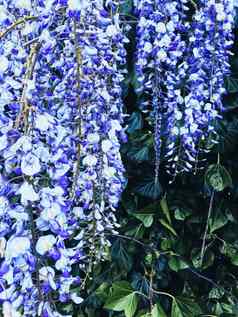 蓝色的紫藤花叶子植物花园花背景自然开花