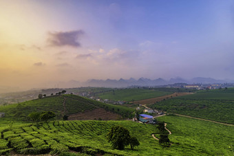 新鲜的绿色茶山权力洲越南