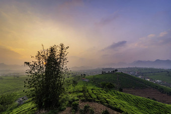 新鲜的绿色茶山权力洲越南
