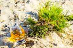 单麦芽威士忌玻璃植物岩石喝