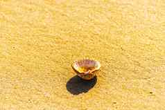 自然海壳牌说谎桑迪海滩洗水太阳
