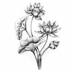 莲花花植物叶子手画插图植物