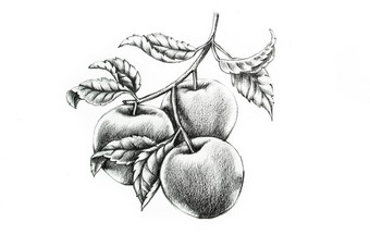 苹果分支叶子手画插图植物艺术