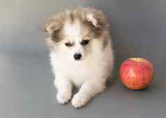 波美拉尼亚的狗红色的苹果灰色背气