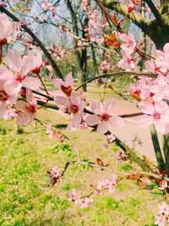 苹果树花布鲁姆花开花春天