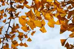 关闭黄色的秋天银杏biloba叶子