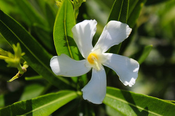 茉莉花阿拉伯茉莉花花园