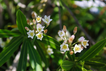 <strong>茉莉花</strong>阿拉伯<strong>茉莉花</strong>花园小树枝花序白色花