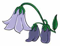 紫色的贝尔花插图向量白色背景