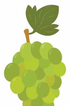 绿色葡萄插图向量白色背景
