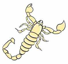 黄色的蝎子插图向量白色背景