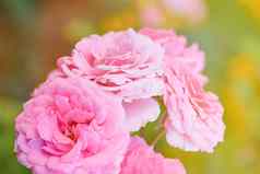 味蕾粉红色的盛开的玫瑰花园射线明亮的