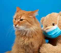 成人毛茸茸的姜猫棕色（的）泰迪熊医疗面具