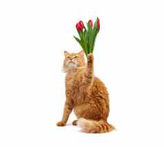 可爱的成人毛茸茸的红色的猫坐在持有爪子花束