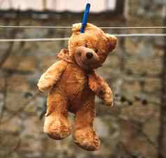 可爱的棕色（的）湿泰迪熊挂晾衣绳干燥