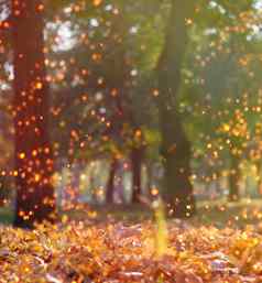 秋天下午公园树干金枫木叶子
