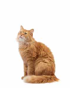 成人毛茸茸的红色的猫坐着前面白色背景