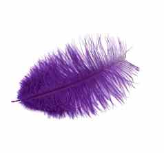 染色紫色的鸵鸟羽毛孤立的白色背景