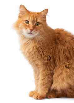 肖像成人毛茸茸的红色的猫动物坐在横盘整理