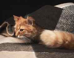 成人红色的猫白色胡子坐在羊毛毯子黑暗