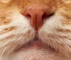 成人红色的猫鼻子口白色胡子宏