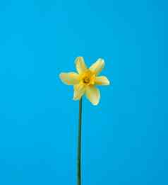 盛开的黄色的水仙花巴德蓝色的背景春天花