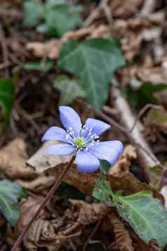 集团自发的花淡紫色花瓣白色雌蕊