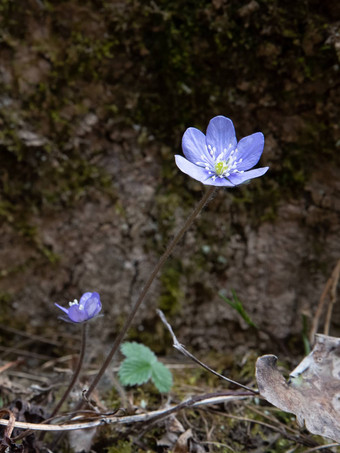 集团<strong>自发</strong>的花淡紫色花瓣白色雌蕊