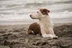 棕色（的）白色smooth-coated边境牧羊犬了沙子距离