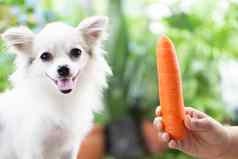 特写镜头可爱的波美拉尼亚的狗胡萝卜手快乐