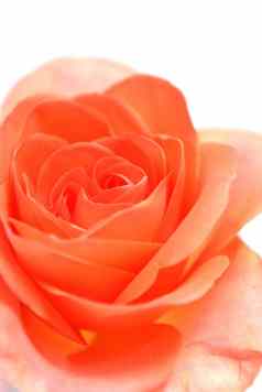 浪漫的背景红橙色玫瑰