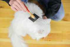 猫梳理长头发猫的发型宠物护理