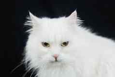白色安哥拉山羊毛猫黑色的背景