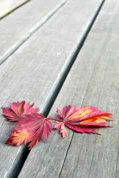 红色的日本枫木叶子木板凳上背景