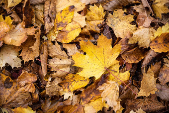 关闭焦点棕色（的）枫木叶子地面秋天